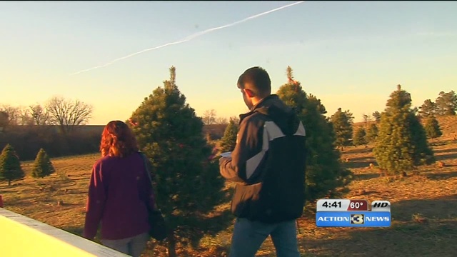 time s ticking if you want a farm fresh christmas tree time s ticking if you want a farm fresh christmas tree